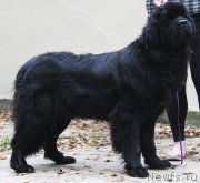 Превью фото № 214542