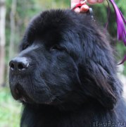 Превью фото № 214546