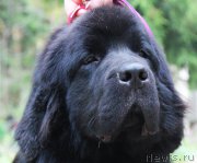 Превью фото № 214547