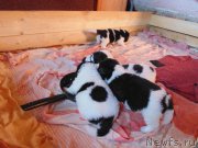 Превью фото № 214556