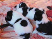 Превью фото № 214557