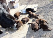 Превью фото № 214574