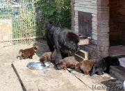 Превью фото № 214576