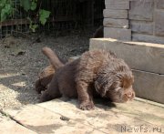 Превью фото № 214580