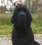 Превью фото № 214591