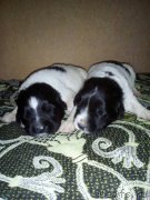 Превью фото № 214593