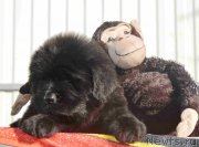 Превью фото № 214732