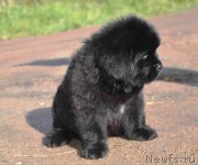 Превью фото № 214733