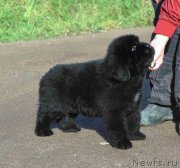 Превью фото № 214801