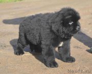 Превью фото № 214805