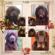 Превью фото № 214856