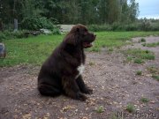 Превью фото № 214862