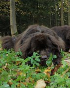 Превью фото № 214865