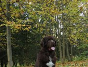 Превью фото № 214866