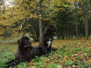 Превью фото № 214869