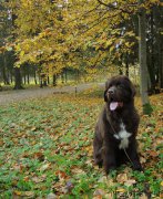 Превью фото № 214871