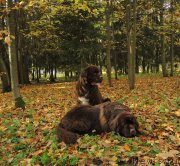 Превью фото № 214873