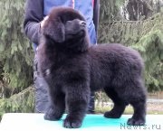 Превью фото № 214934