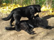 Превью фото № 214942