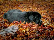 Превью фото № 215000