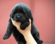 Превью фото № 215099