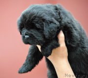 Превью фото № 215101