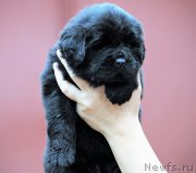 Превью фото № 215102