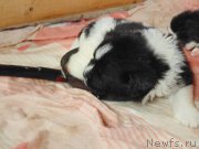 Превью фото № 215170