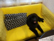 Превью фото № 215173