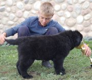 Превью фото № 215190