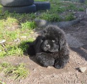 Превью фото № 215209