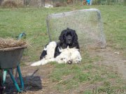 Превью фото № 215210