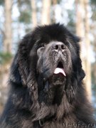 Превью фото № 215262