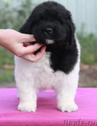 Превью фото № 215299