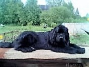 Превью фото № 215380