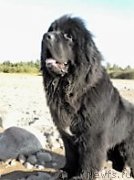 Превью фото № 215382