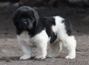 Превью фото № 215384