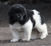 Превью фото № 215385