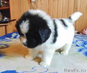 Превью фото № 215468