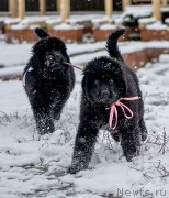 Превью фото № 215524