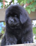 Превью фото № 215534