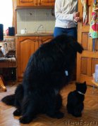 Превью фото № 215550