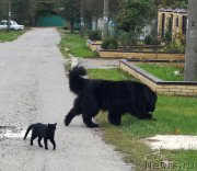 Превью фото № 215552