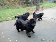 Превью фото № 215657