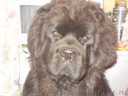 Превью фото № 215660