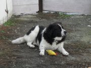 Превью фото № 215681