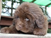 Превью фото № 215692