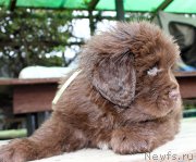 Превью фото № 215693