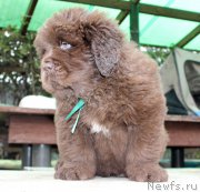 Превью фото № 215703