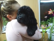 Превью фото № 215816